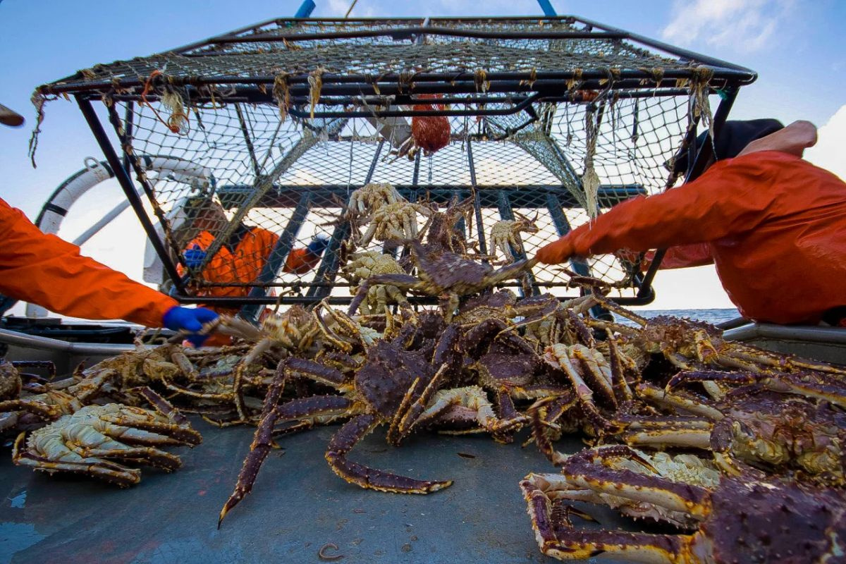 Cua tuyết ở Alaska